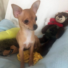 Chihuahua Puppy Lil Billy
