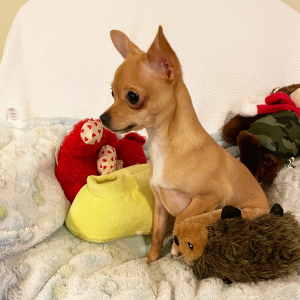 Chihuahua Puppy Lil Billy