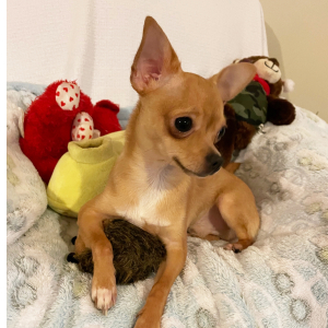 Chihuahua Puppy Lil Billy