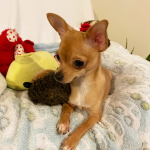 Chihuahua Puppy Lil Billy