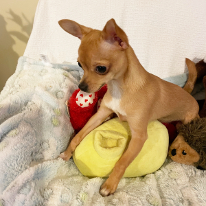 Chihuahua Puppy Lil Billy