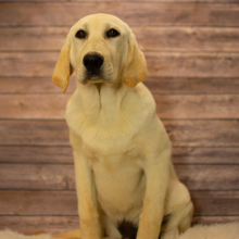 Labrador Retriever Puppy Toby