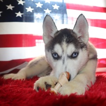 Siberian Husky Puppy Murrial