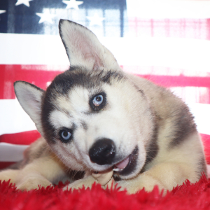 Siberian Husky Puppy Murrial