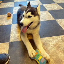 Siberian Husky Puppy Costa