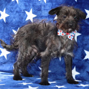 Yorkiepoo Puppy Ryder