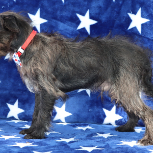 Yorkiepoo Puppy Ryder