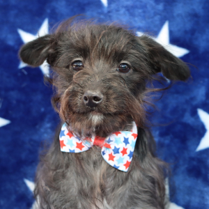 Yorkiepoo Puppy Ryder