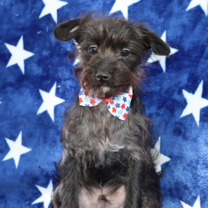 Yorkiepoo Puppy Ryder