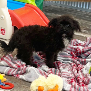 Pomapoo Puppy Nellie