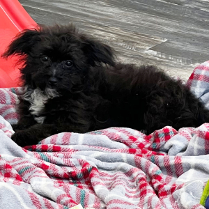 Pomapoo Puppy Nellie