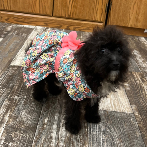 Pomapoo Puppy Nellie