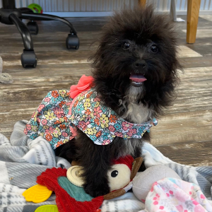 Pomapoo Puppy Nellie