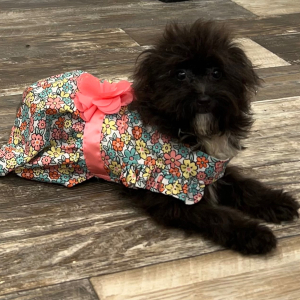 Pomapoo Puppy Nellie