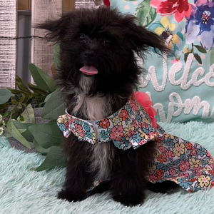 Pomapoo Puppy Nellie