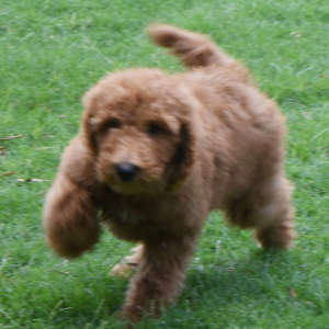 Poodle Puppy Shaggy