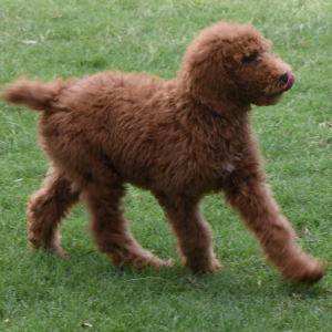Poodle Puppy Shaggy