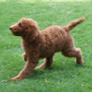 Poodle Puppy Shaggy