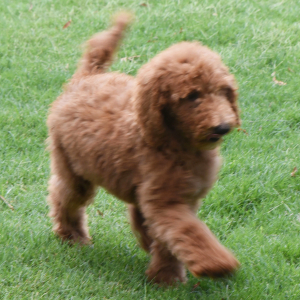Poodle Puppy Shaggy