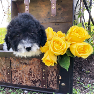 Labradoodle Puppy Michiala