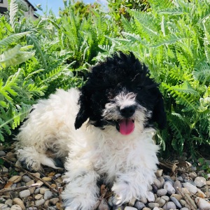 Labradoodle Puppy Michiala