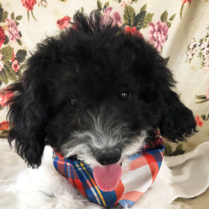 Labradoodle Puppy Michiala
