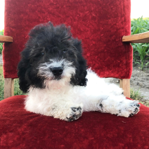 Labradoodle Puppy Michiala