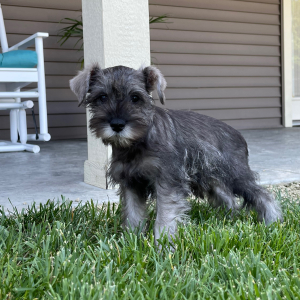 Miniature Schnauzer Puppy Charlotte