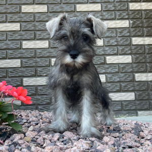Miniature Schnauzer Puppy Charlotte