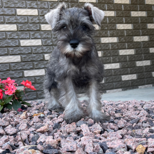 Miniature Schnauzer Puppy Charlotte