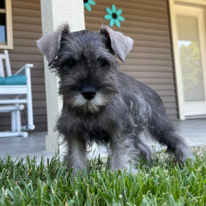 Miniature Schnauzer Puppy Charlotte