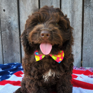 Cockapoo Puppy Axel