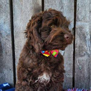 Cockapoo Puppy Axel