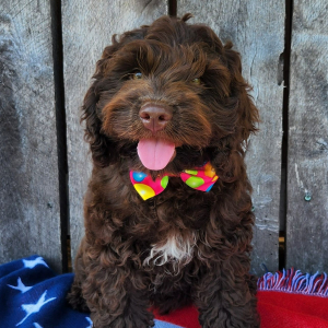 Cockapoo Puppy Axel