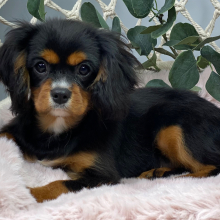 Cavalier King Charles Spaniel Puppy Denver
