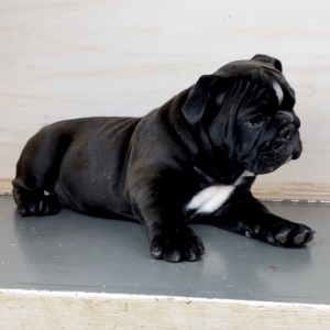 Bulldog Puppy Broderick