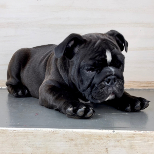 Bulldog Puppy Broderick