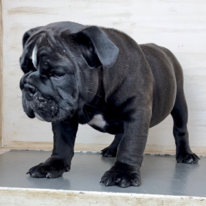 Bulldog Puppy Broderick