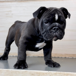 Bulldog Puppy Broderick
