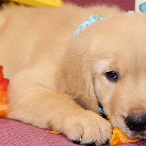 Golden Retriever Puppy Terrence