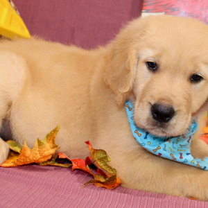 Golden Retriever Puppy Terrence