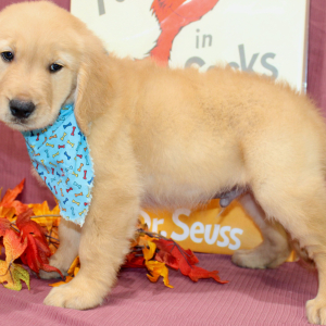 Golden Retriever Puppy Terrence