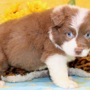 Australian Shepherd Puppy Perry