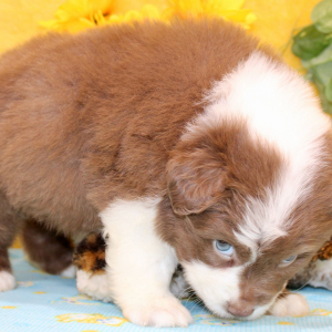Australian Shepherd Puppy Perry