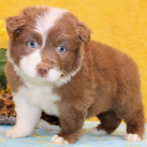 Australian Shepherd Puppy Perry