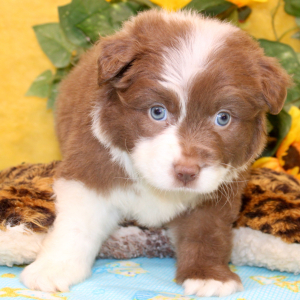 Australian Shepherd Puppy Perry