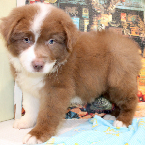 Australian Shepherd Puppy Perry