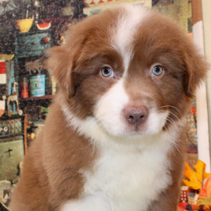 Australian Shepherd Puppy Perry