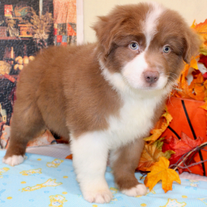 Australian Shepherd Puppy Perry