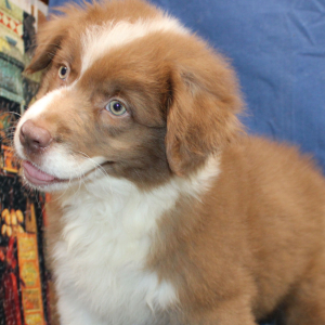 Australian Shepherd Puppy Perry